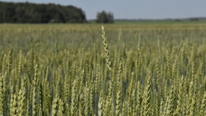 pshhenicza.-pressa.11.07.25-—-kopiya_cr