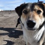 Более тысячи домашних животных вакцинировали от бешенства в Шацком районе с начала года