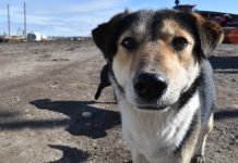 Более тысячи домашних животных вакцинировали от бешенства в Шацком районе с начала года