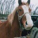 Конь Орлик – символ года из Новочернеева