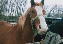 Конь Орлик – символ года из Новочернеева