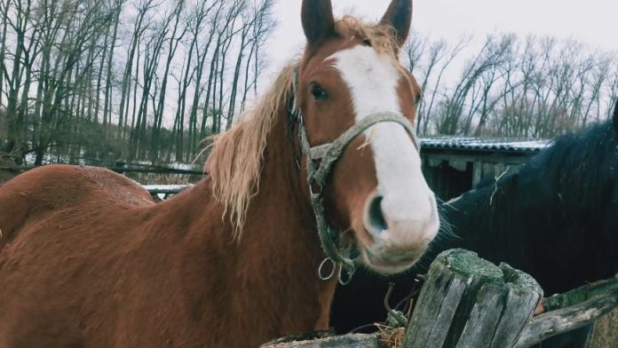 Орлик. Шацк.4.01.25