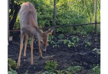 Молодая косуля проверила на участке шатчанки посадки перцев и помидоров