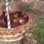 В Шацком округе открыли грибной сезон