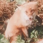 Жители Шацкого округа жалуются на многочисленные нападения лис на домашнюю птицу