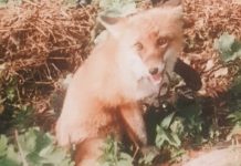 Жители Шацкого округа жалуются на многочисленные нападения лис на домашнюю птицу